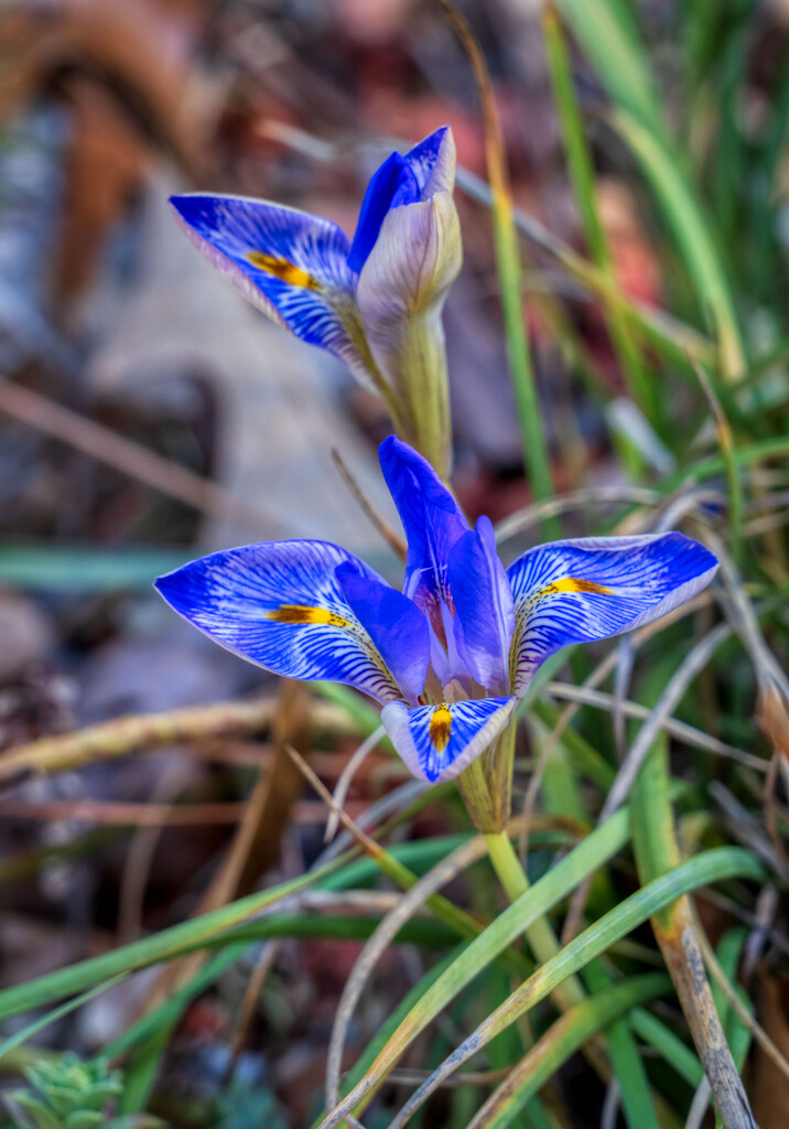 Blue Iris by kvphoto