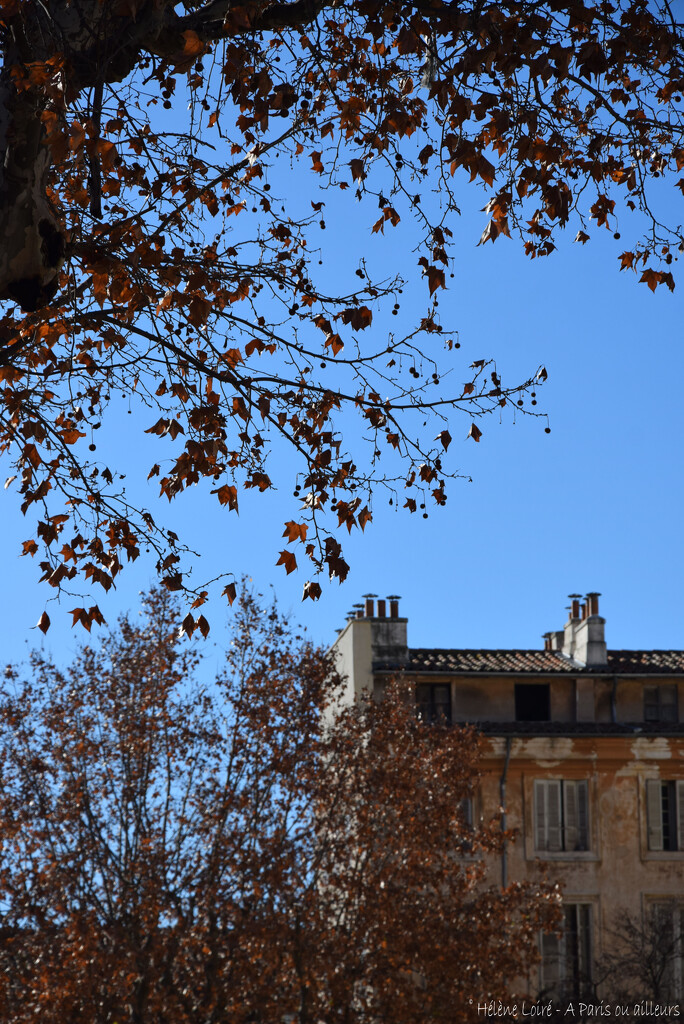 January in Aix en Provence  by parisouailleurs
