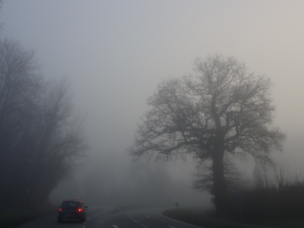 Fog by speedwell
