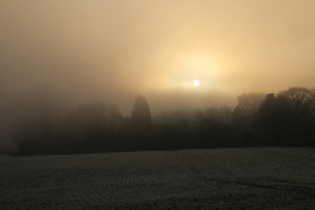 Frosty Foggy Field by shepherdman