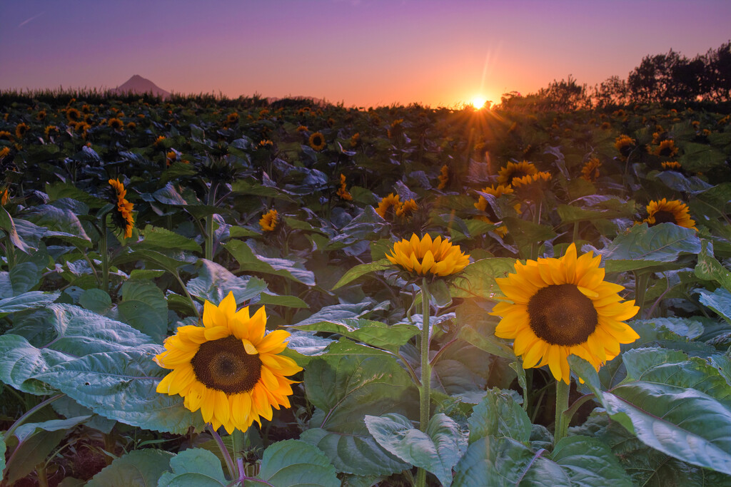 Sunset and sunflowers by dkbarnett