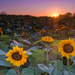 Sunset and sunflowers by dkbarnett