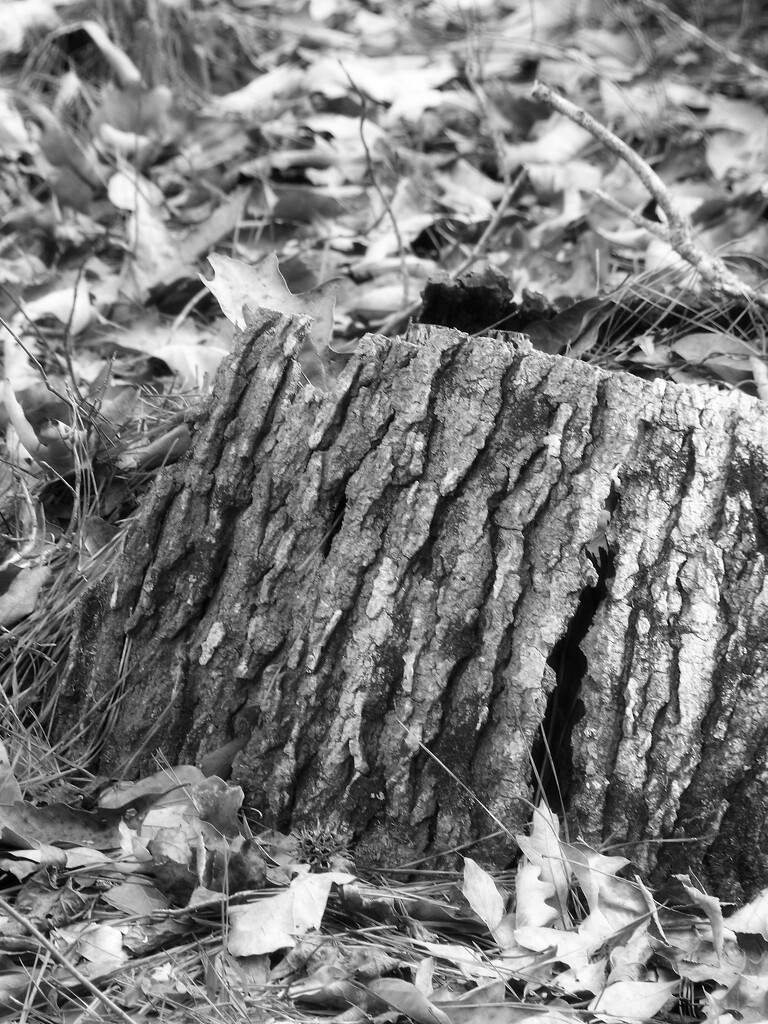 Stumpy... by marlboromaam