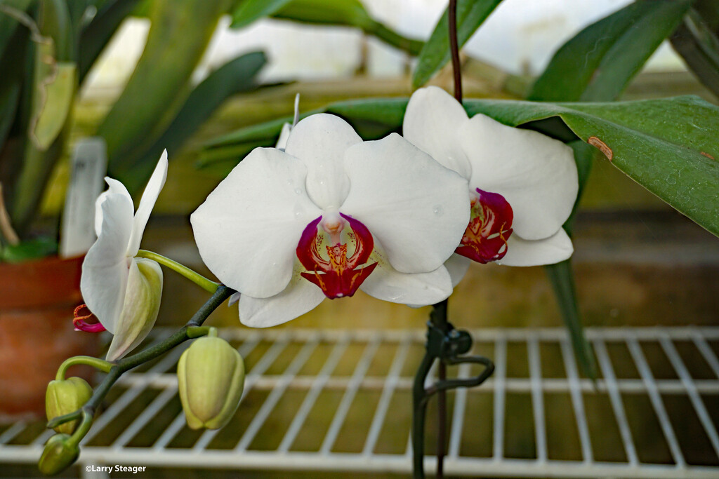Orchid by larrysphotos