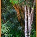 Beautiful Aussie Bush .. Framed (2) ~. by happysnaps