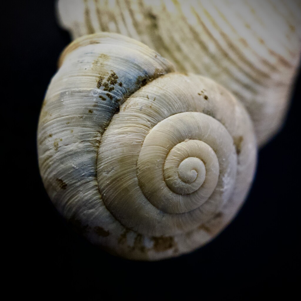 Seashell macro by jeffjones