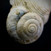 22nd Jan 2023 - Seashell macro