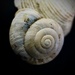 Seashell macro