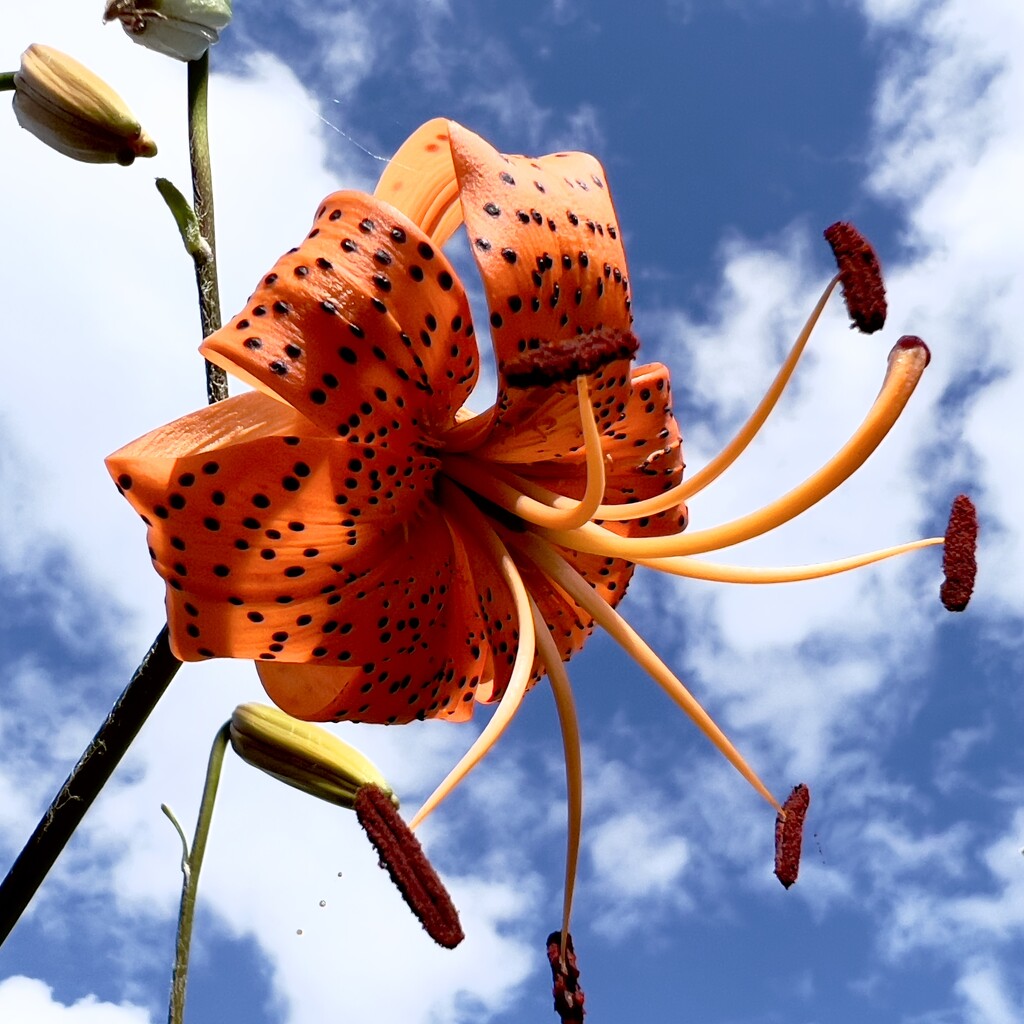 Tiger lily  by gosia