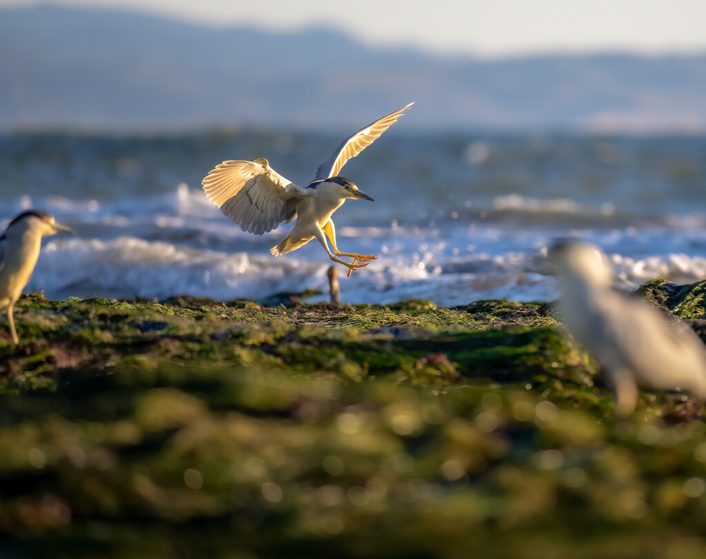 Black-crowned Night-Heron arrives for an evening feed by nicoleweg