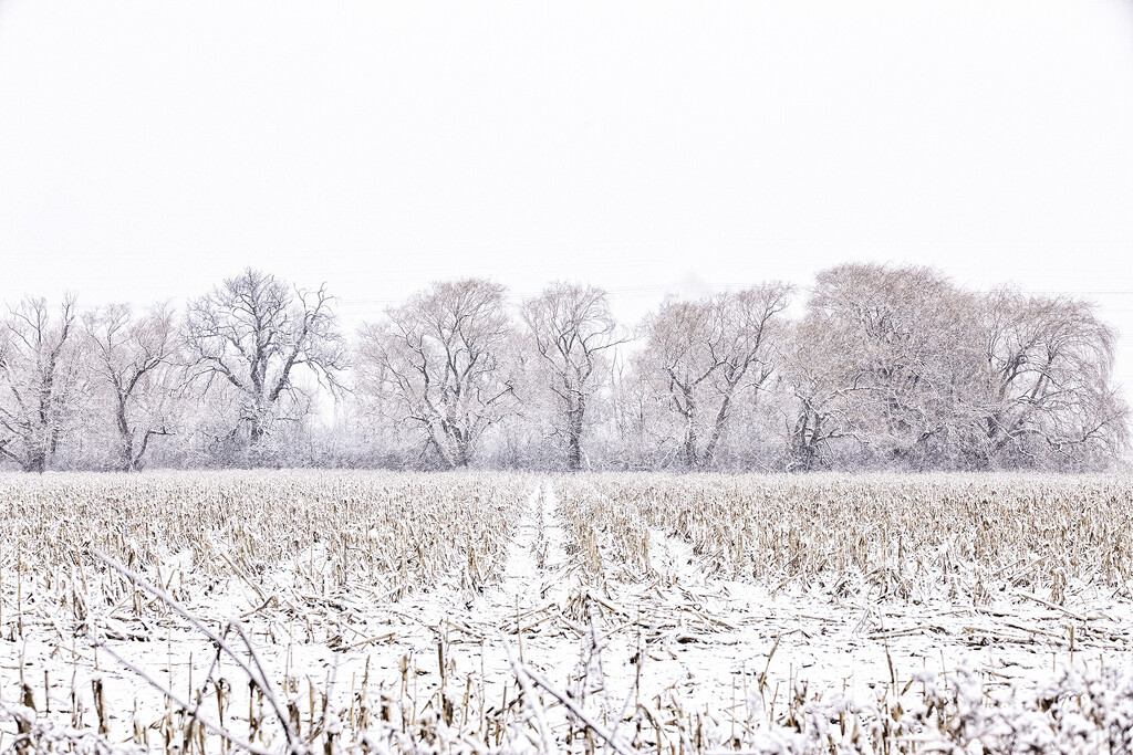 Cornfield Winter by pdulis