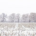 Cornfield Winter by pdulis