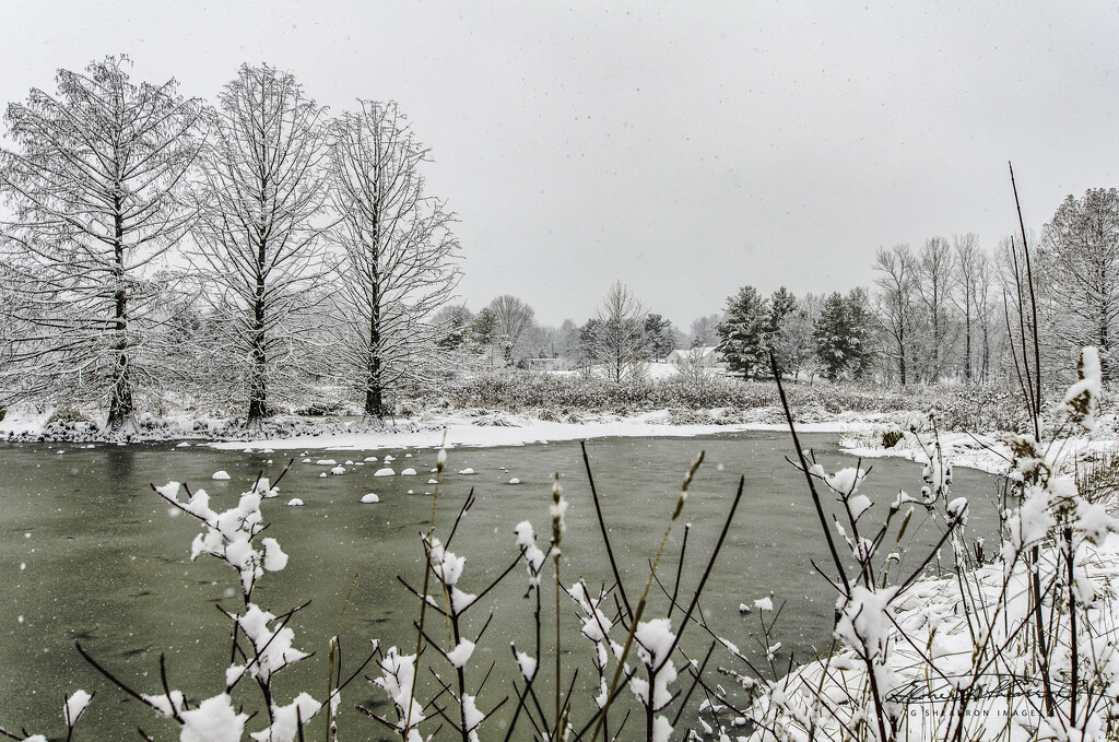 Winter scene at Highland Park preserve by ggshearron