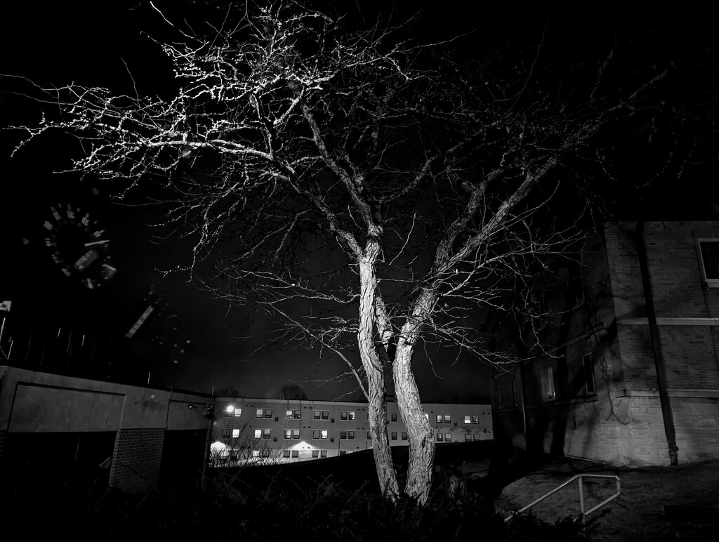 Night Time Tree by pomonavalero