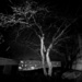Night Time Tree by pomonavalero