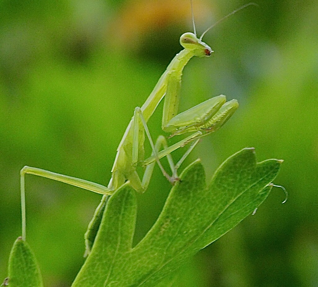 Praying mantis , a baby approx an inch long  by Dawn