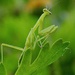 Praying mantis , a baby approx an inch long  by Dawn