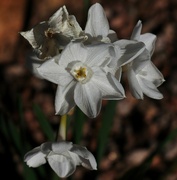 22nd Jan 2023 - Paperwhites in the churchyard