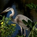 great blue heron by ellene