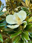 23rd Jan 2023 - The Magnolia, the bee, the bokeh
