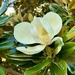 The Magnolia, the bee, the bokeh by kjarn