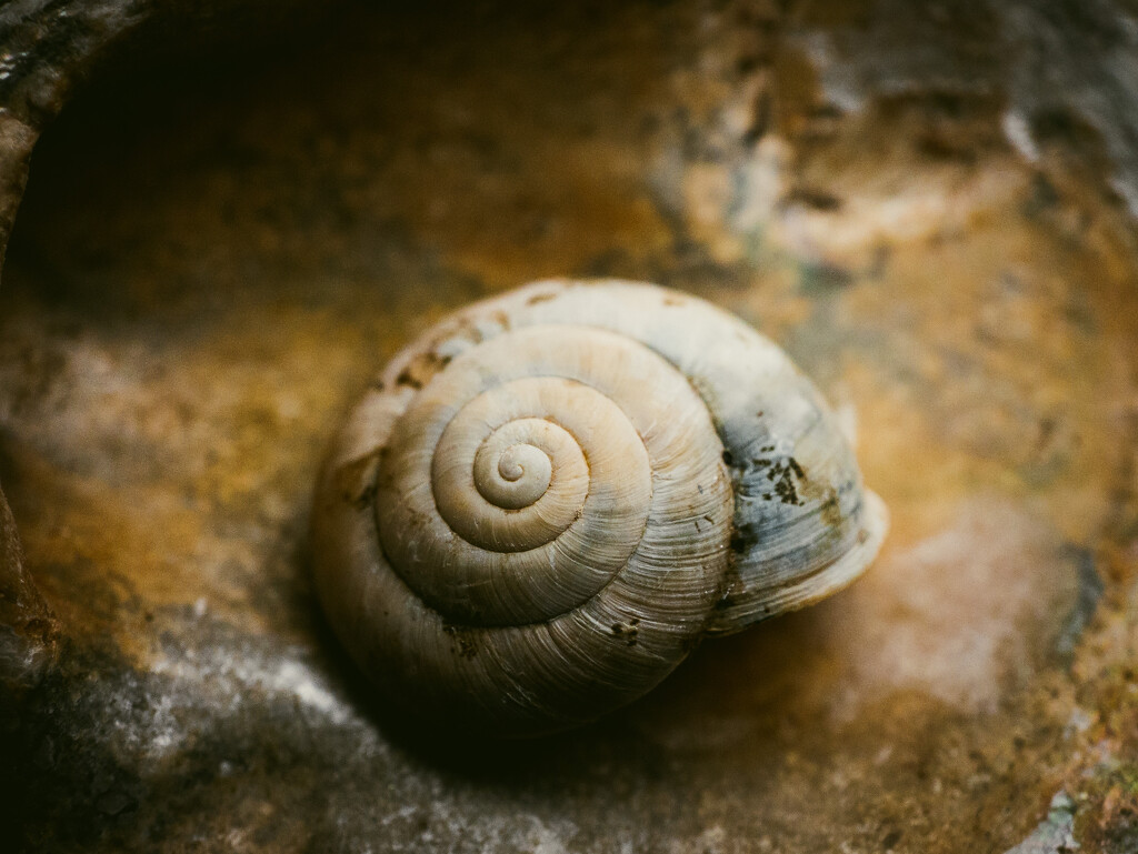 Macro shell by jeffjones