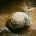 Macro shell by jeffjones