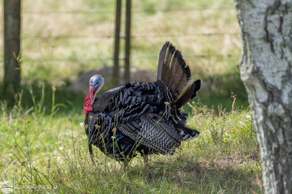 Wild Turkey by yorkshirekiwi