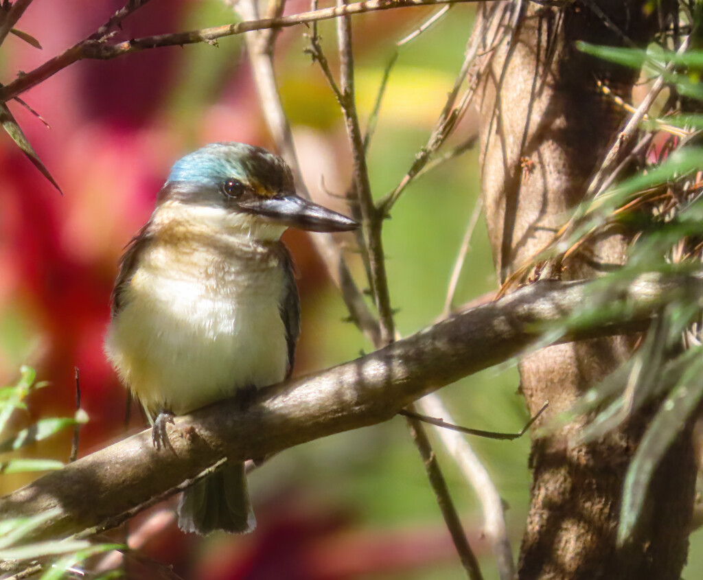 Backyard Kingfisher by koalagardens