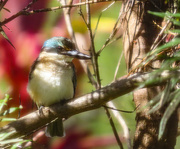 21st Jan 2023 - Backyard Kingfisher