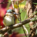 Backyard Kingfisher