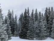 22nd Jan 2023 - Winter Pines