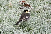 22nd Jan 2023 - Pied Wagtail