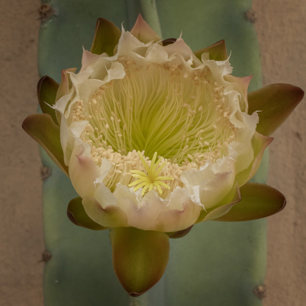 Cactus by bugsy365