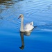 swan by cam365pix