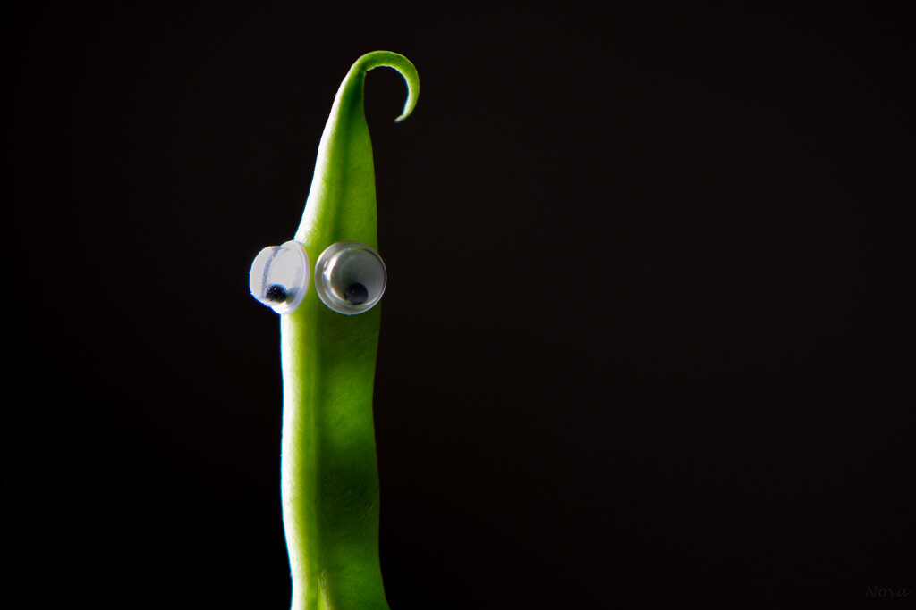 Green bean... by novab