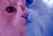 23rd Jan 2023 - Bonkers Blur Cat