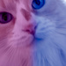 Bonkers Blur Cat by willamartin