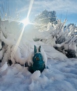 23rd Jan 2023 - Snow Bunny