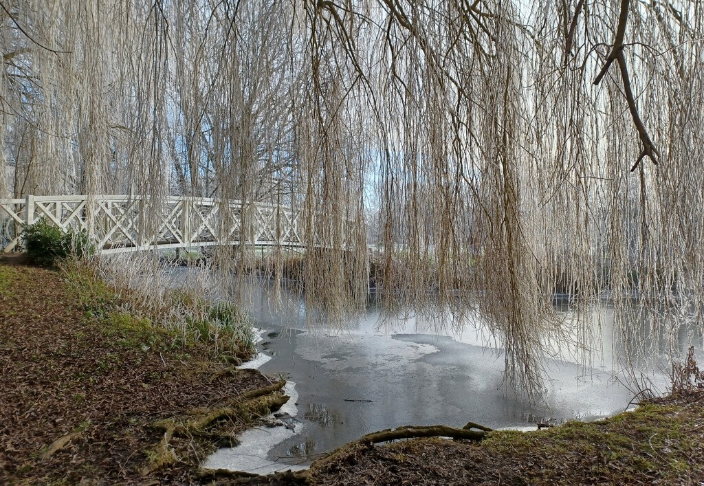 Icy pond and frosty willows by busylady