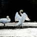20230123-Swan's day