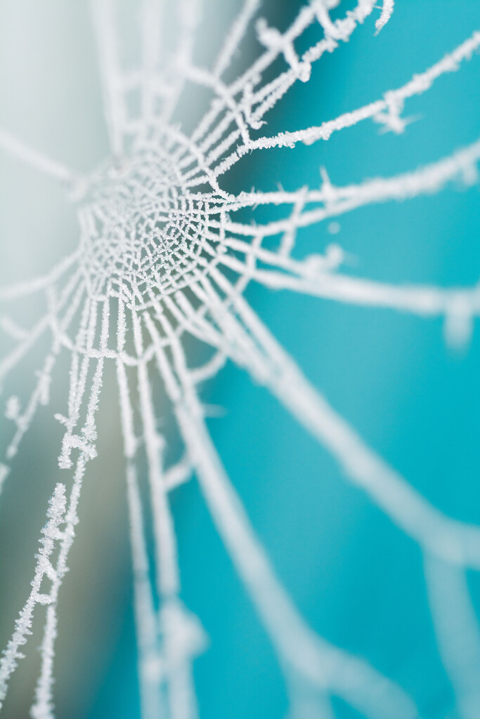 Frozen web by rumpelstiltskin