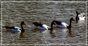 24th Jan 2023 - The Magpie Geese Are Back ~ 