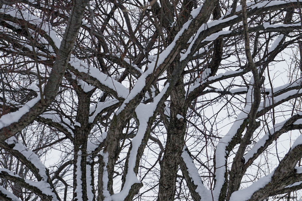 Snow tree by larrysphotos
