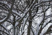 23rd Jan 2023 - Snow tree
