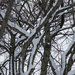 Snow tree by larrysphotos