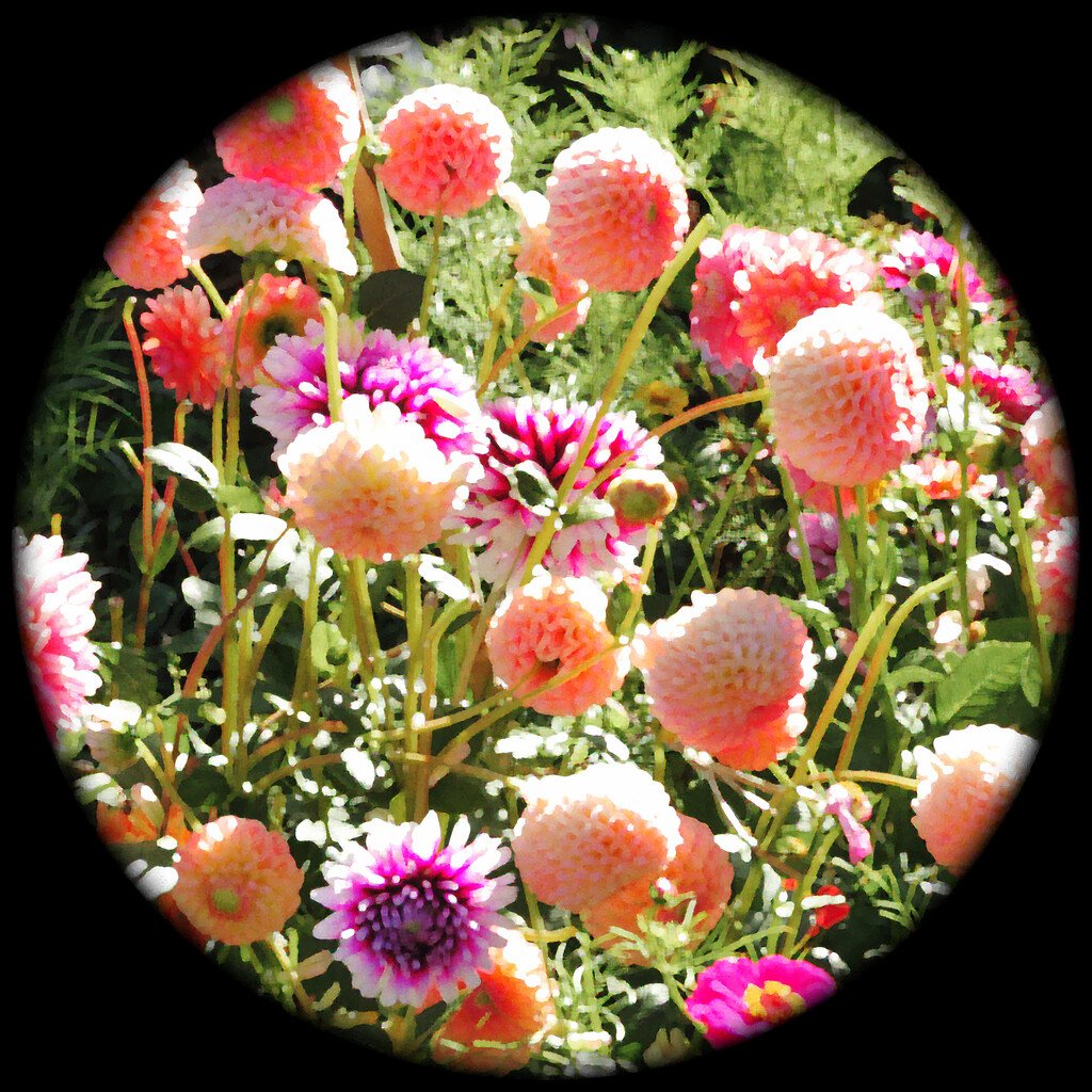dahlias in the round by kali66