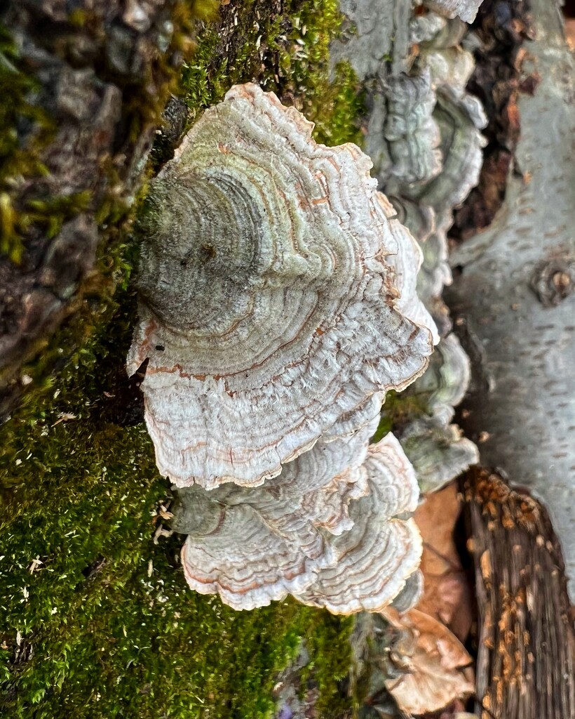 Tiger Tail Mushrooms  by njmom3