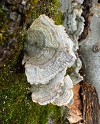 23rd Jan 2023 - Tiger Tail Mushrooms 