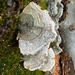 Tiger Tail Mushrooms 